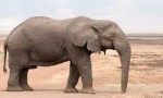 妊娠期最长的十大动物 大象竟然要怀胎22个月！