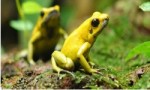 世界十大最毒青蛙 第一位一克毒素可以杀死1.5万人！