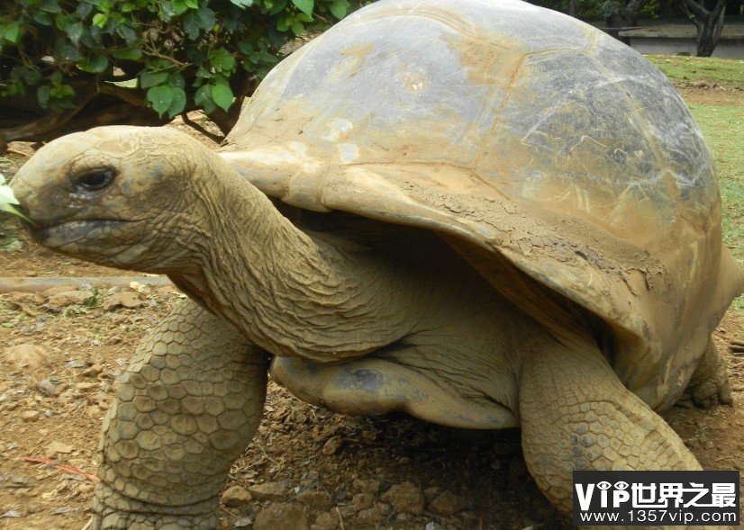 世界上最大的乌龟，身高2到3米，长5到6米，寿命1000年左右