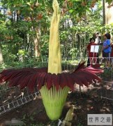 世界上体型最大的花，竟然能产生幻觉让人死亡