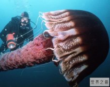 世界上最大的水母，体积超级庞大，触手