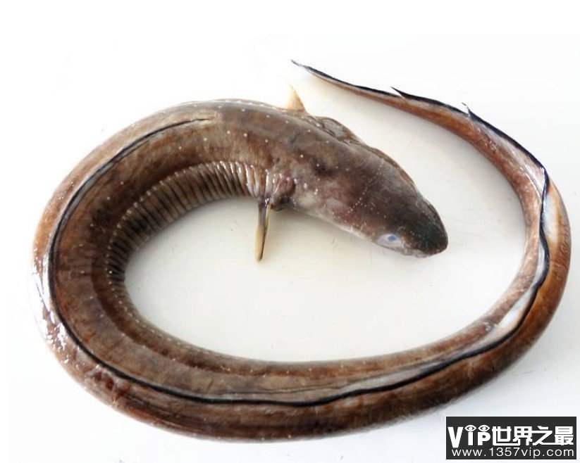世界上最大鳗鱼，重达75公斤