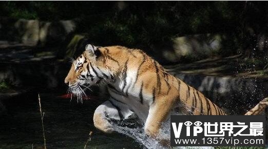 最大的老虎，西伯利亚虎——犬齿利如钢刀