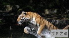 最大的老虎，西伯利亚虎——犬齿利如钢刀