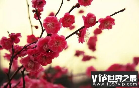 中国十大名花，不同季节欣赏不同的花。