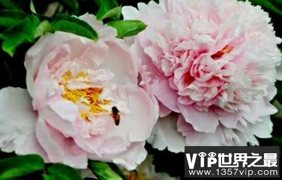 中国十大名花，不同季节欣赏不同的花。