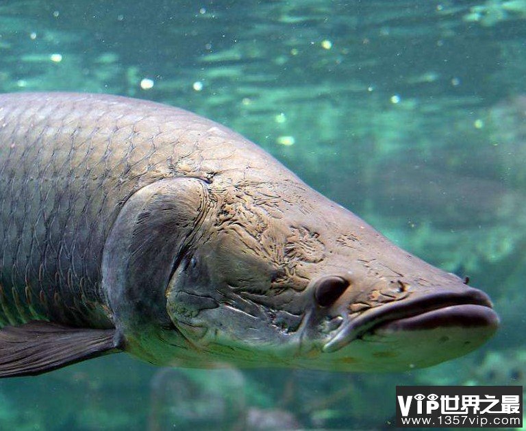 世界上最大的淡水鱼之一，体长可达2-6米