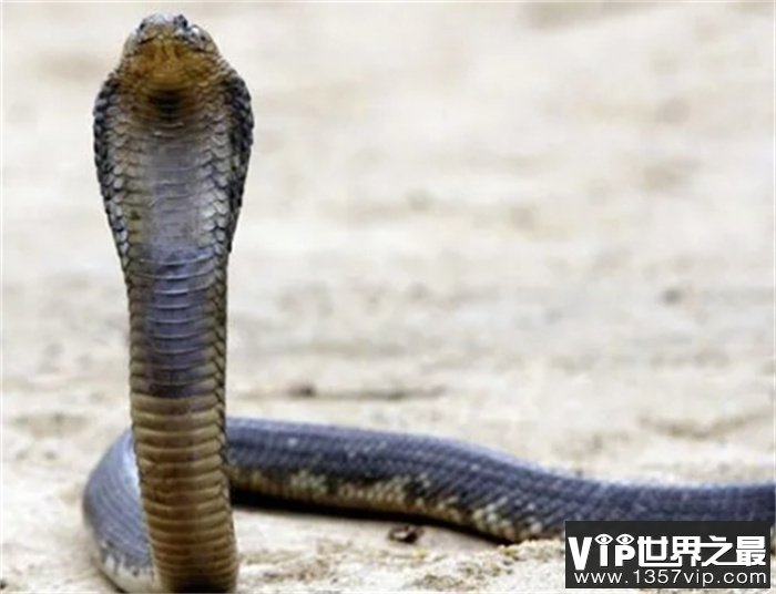 世界最毒的蛇叫什么名字（黑颈喷毒眼镜蛇）
