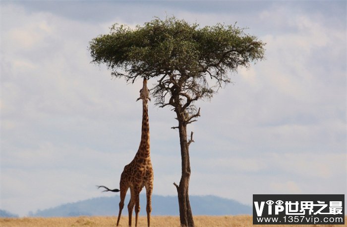 世界上最高的动物 光脖子就有两米（长颈鹿）