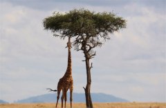 世界上最高的动物 光脖子就有两米（长颈