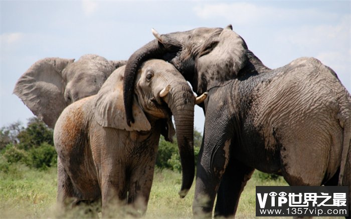世界上体重最高的生物 最低也有三四吨（大象）