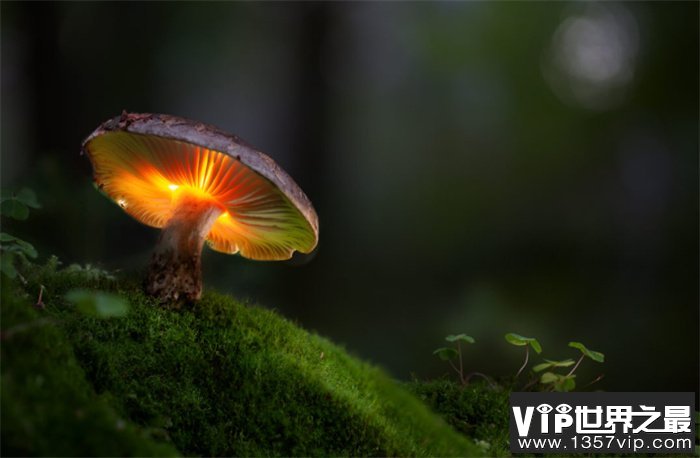 乌克兰发光森林 森林深处会发出耀眼光芒（发光森林）