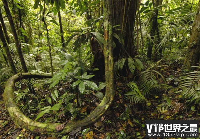 有去无回的神秘森林 亚马逊雨林的秘密（危险丛林）