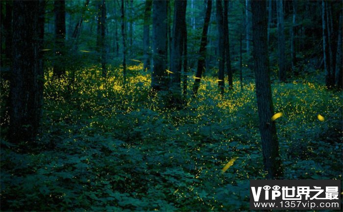 乌克兰发光森林 森林深处会发出耀眼光芒（发光森林）
