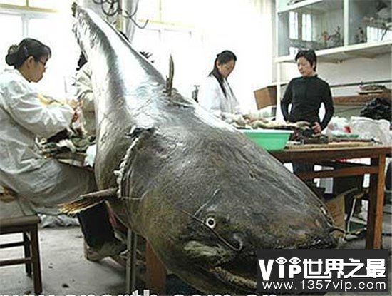 世界上最大的哲罗鲑，巨型哲罗鲑非常少见