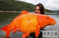 世界上最大的金鱼，有27厘米长