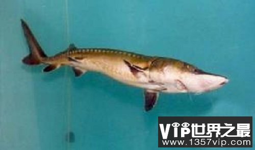 世界上最大的金鱼，有27厘米长