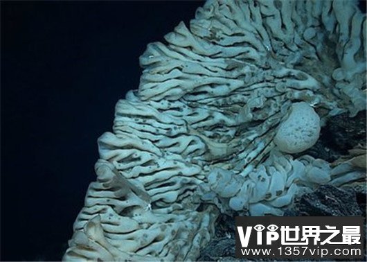 世界最大海绵，海绵的尺寸不可估量