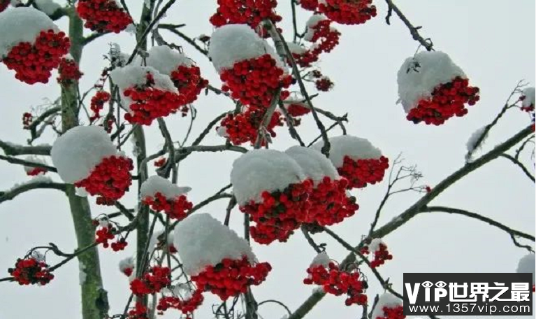 雪景句子唯美简短