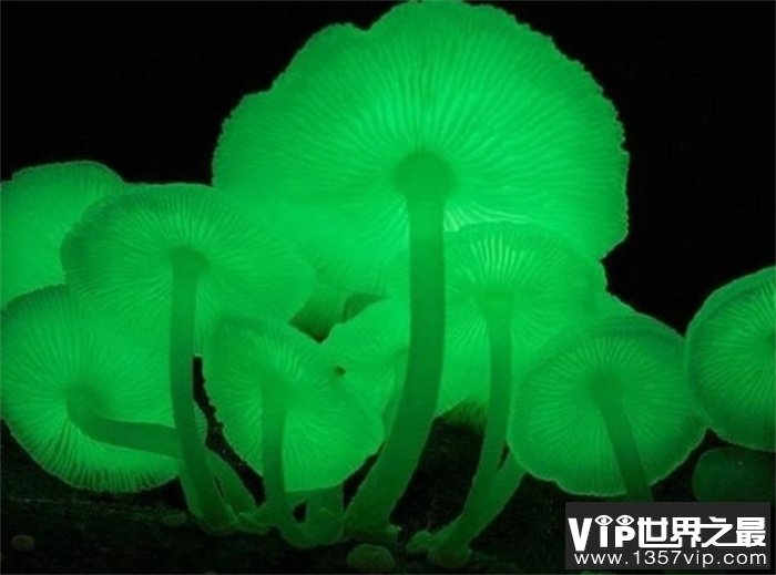 世界十大最奇特的蘑菇是什么（伞形毒菌）