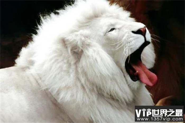 白化狮子