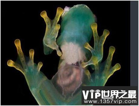 世界上最没有隐私的蛙，玻璃蛙腹部皮肤透明，内脏清晰可见