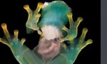 世界上最没有隐私的蛙，玻璃蛙腹部皮肤透明，内脏清晰可见
