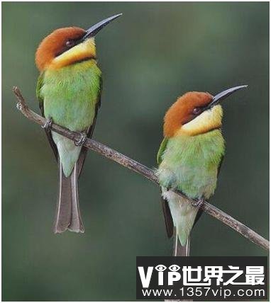 中国最美的鸟，蜂虎鸟羽色斑斓，阳光下散发光泽