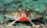 世界上长着红唇的鱼，红唇蝙蝠鱼的嘴像涂了口红一样鲜艳