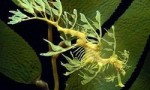 世界上最会伪装的海龙，叶海龙宛若一株漂浮在水中的海藻