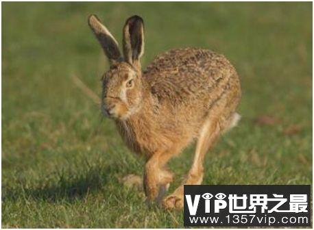 世界上跑的最快的兔子，欧洲野兔速度可达每小时72公里