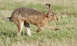 世界上跑的最快的兔子，欧洲野兔速度可达每小时72公里