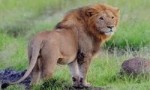 世界上最小的狮子，索马里狮最大体长都