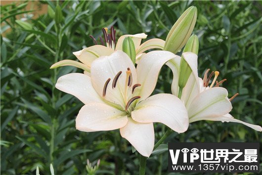 世界上最贵的10种鲜花，斯里兰卡仙人掌花有市无价