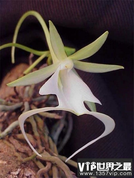 世界上最贵的10种鲜花,斯里兰卡仙人掌花有市无价