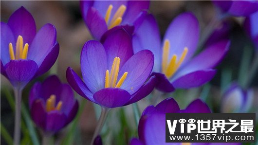 世界上最贵的10种鲜花,斯里兰卡仙人掌花有市无价
