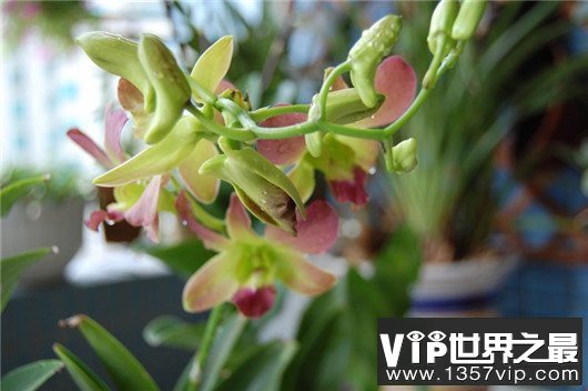 世界上最贵的10种鲜花，斯里兰卡仙人掌花有市无价