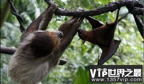 世界上最大的蝙蝠，展开翅膀比人都长