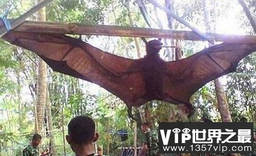 世界上最大的蝙蝠，展开翅膀比人都长