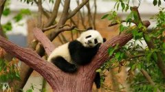 盘点世界上最可爱的9种动物是什么（大熊猫）