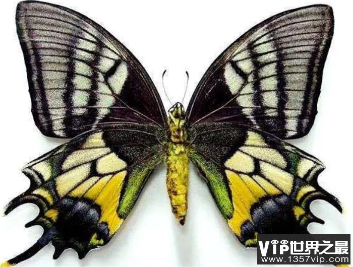 最稀有的蝴蝶叫什么名字（金斑喙凤蝶）