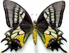 最稀有的蝴蝶叫什么名字（金斑喙凤蝶）
