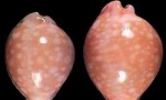 世界上最美的几种海螺，贝壳造型独特，有玉石般的光泽