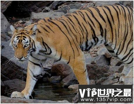 世界上最长寿的老虎，活了20岁，因与鳄鱼搏斗而出名
