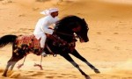 世界上最古老的马，阿拉伯马已有4500年的历史