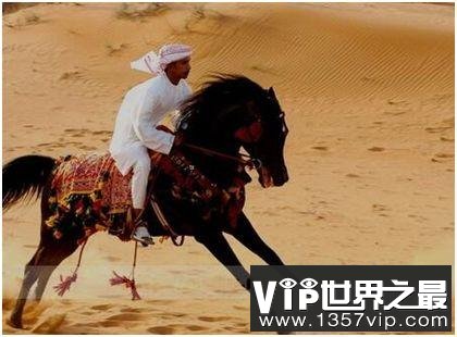 世界上最古老的马，阿拉伯马已有4500年的历史