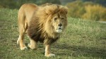 陆地上速度最快的十种动物 猎豹（112公里/小时）排第一