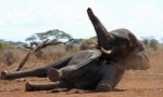 世界上睡眠最少的动物，野生大象平均每天只睡2.5个小时
