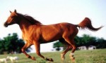 世界上最神秘的马，汗血宝马流赤汗，能日行千里