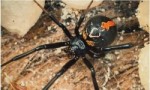 世界上最毒的10种蜘蛛 见到了一定要绕着走